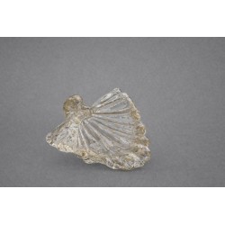 Coppa 2055 ORO  Home